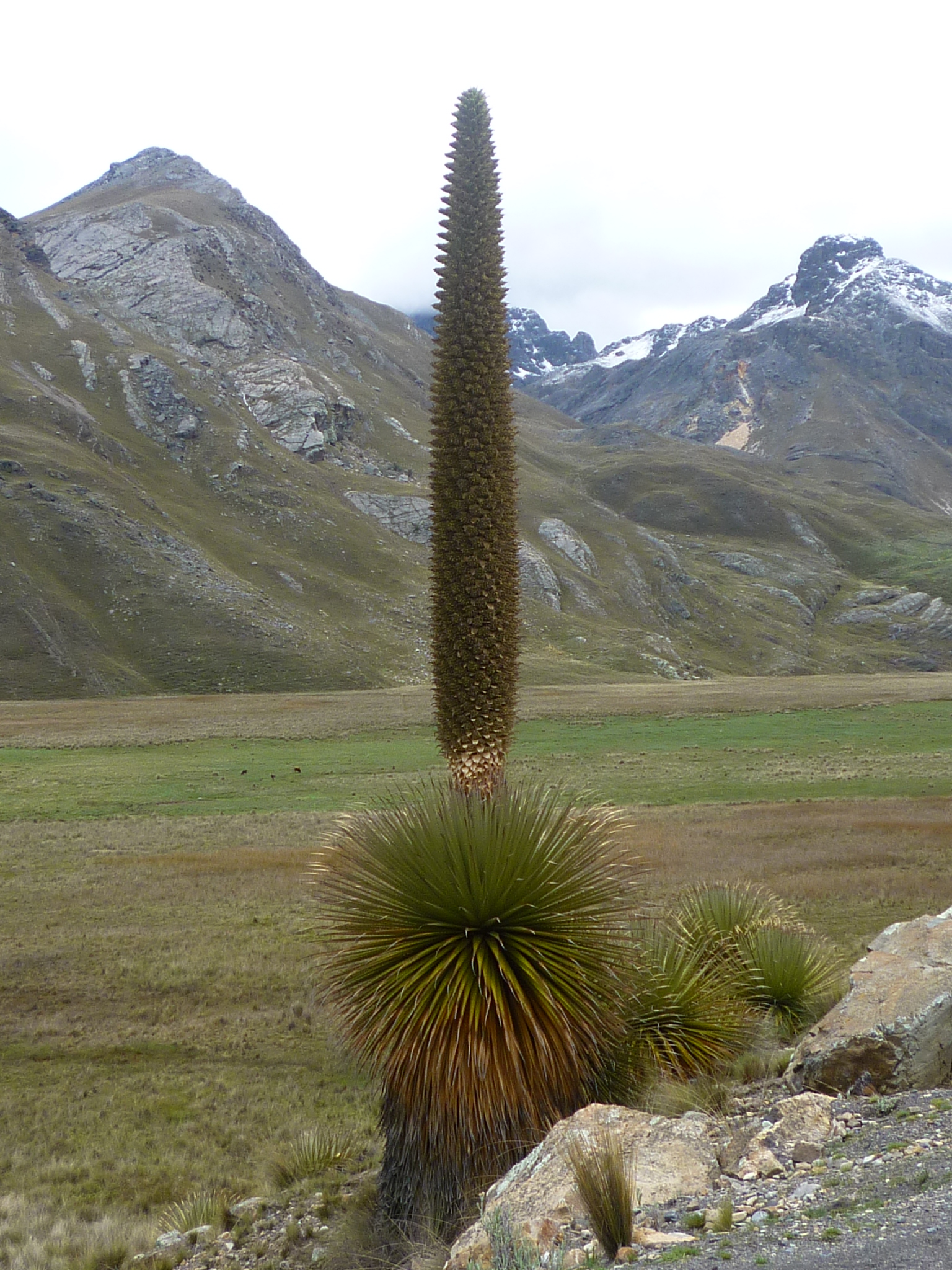 Puya Raimondi