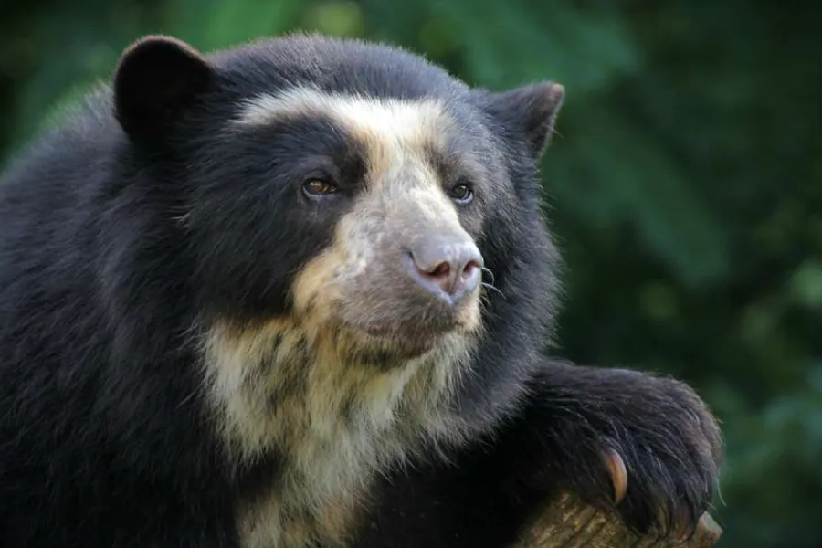 Oso de anteojos