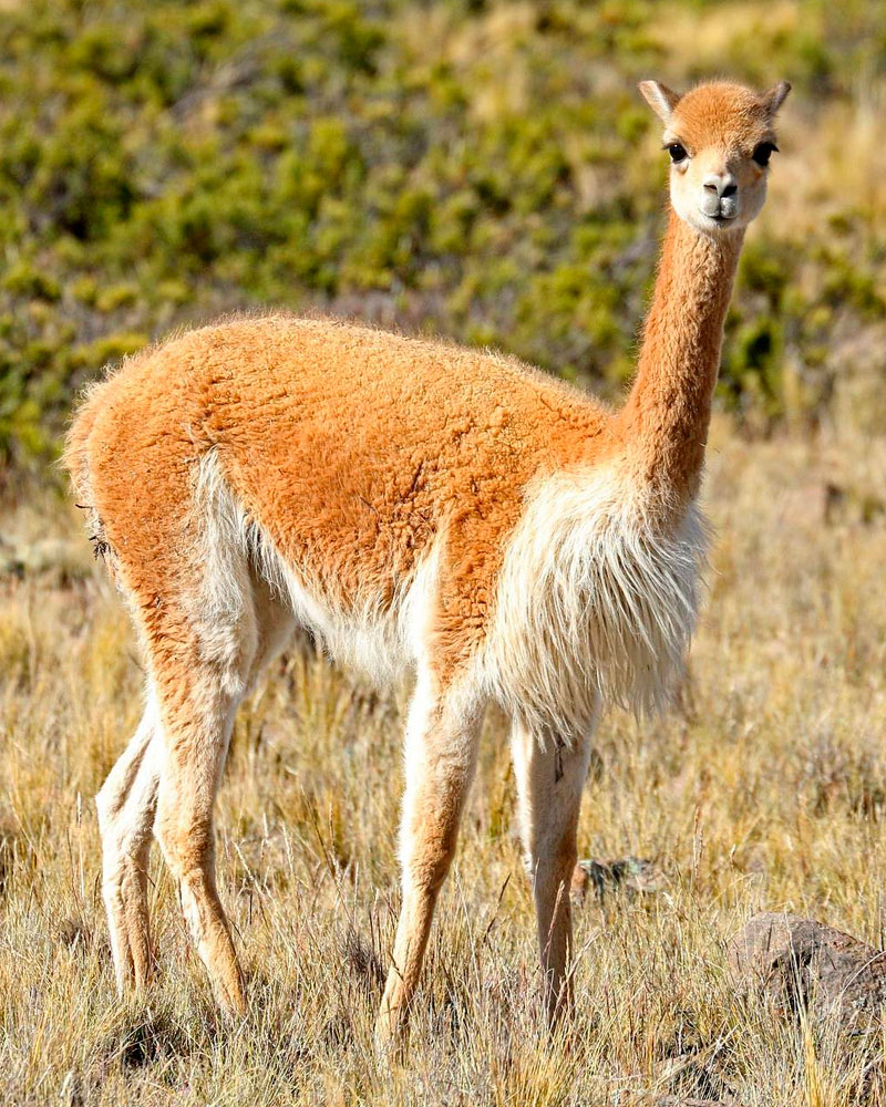 Vicuña