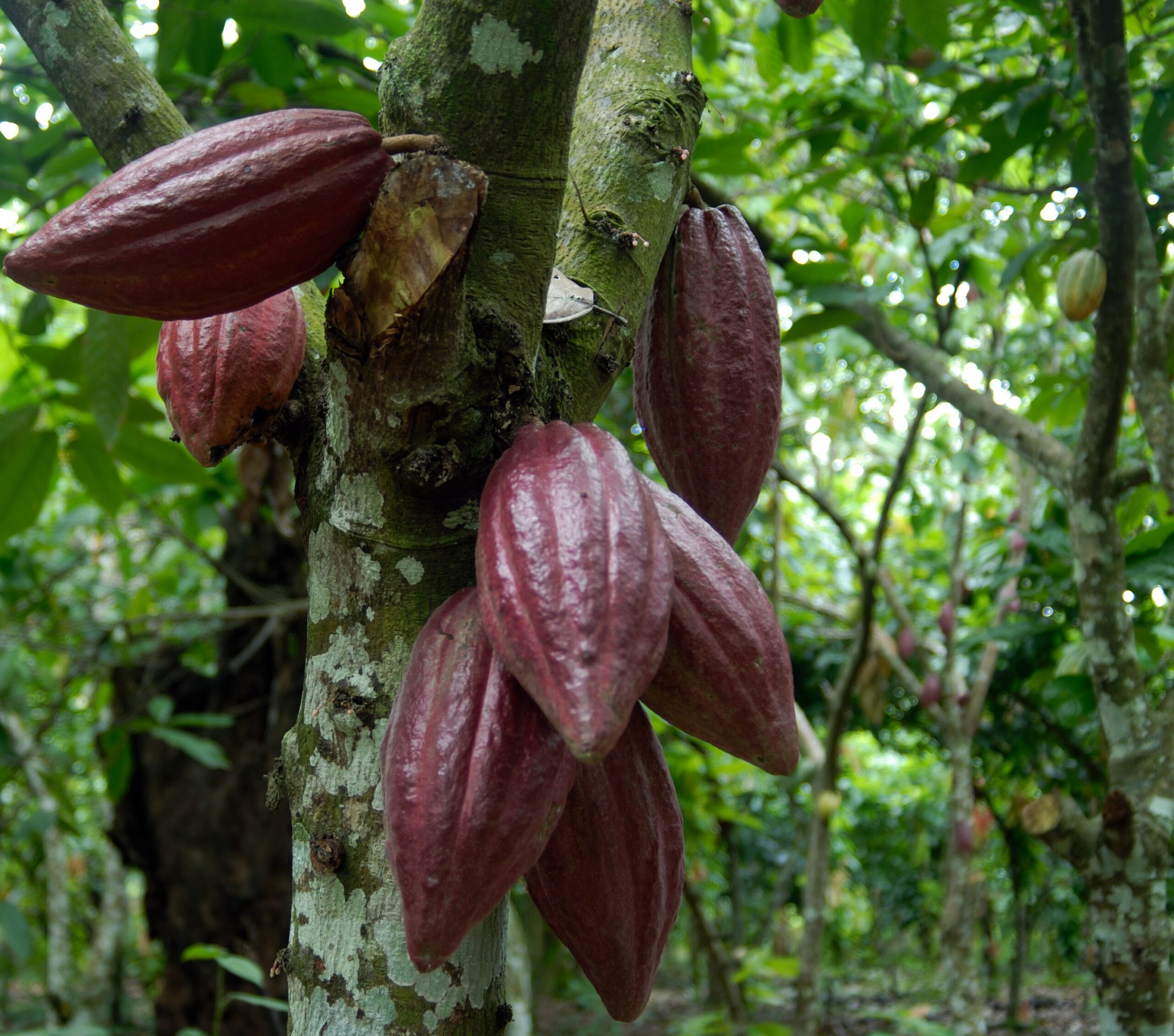 Cacao silvestre