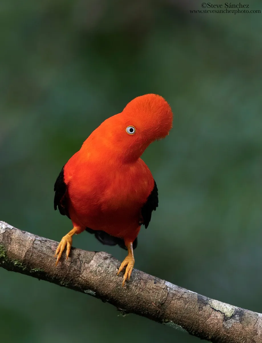 Gallito de las rocas
